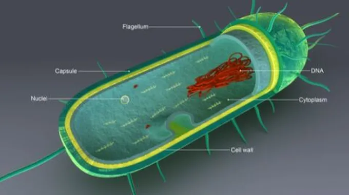 مكونات الخلية البكتيرية