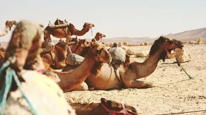 أشعار بشار بن برد في الغزل