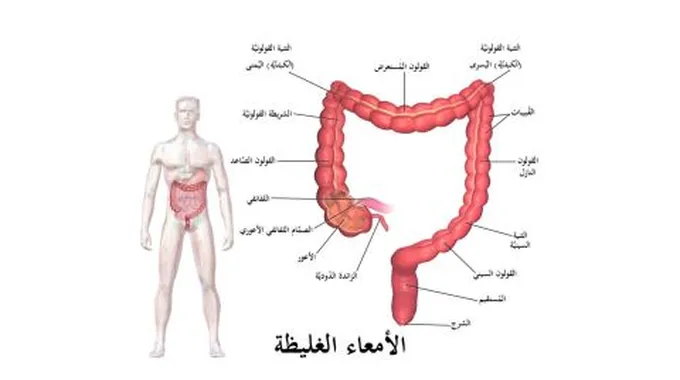 فائدة الزائدة الدودية