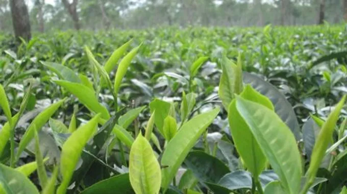 فوائد الشاي الأخضر للشعر