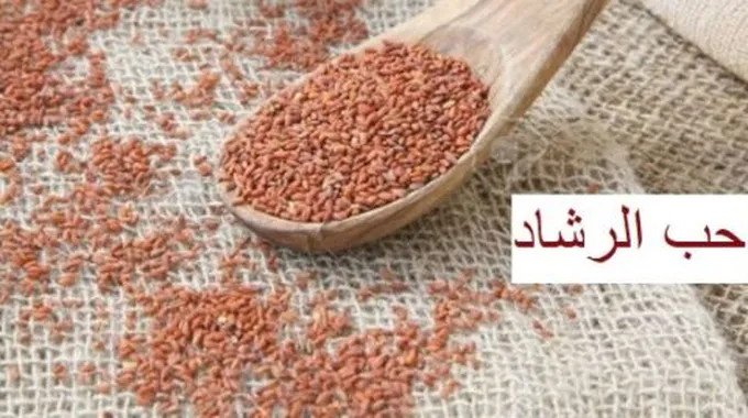 فوائد حب الرشاد للتنحيف