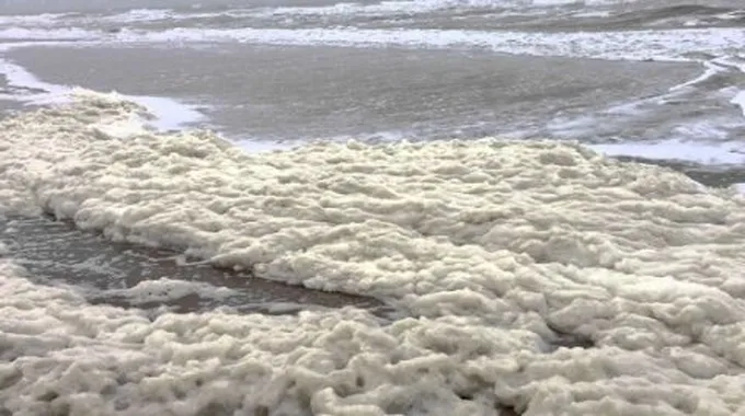 فوائد زبدة البحر