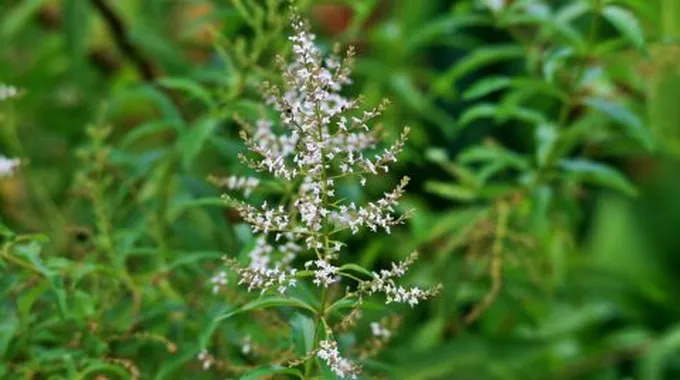 فوائد اللويزة المغربية