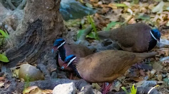 تربية طائر السمان