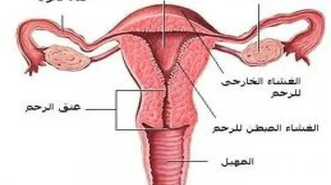 أسباب العقم عند المرأة