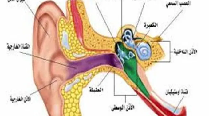 أسباب التهاب الأذن الوسطى