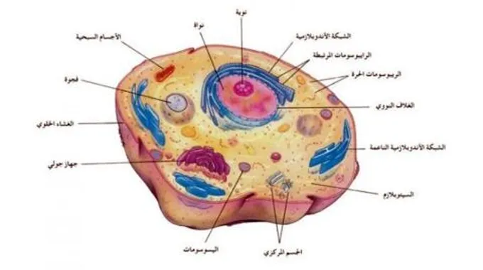 تركيب الخلية ووظائفها