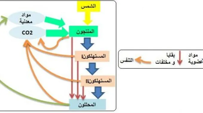 تصنيف الكائنات الحية والتوازنات الطبيعية