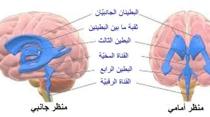 مكونات الدماغ