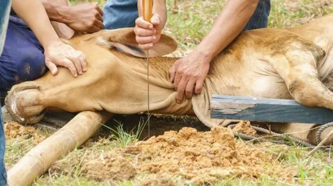 شروط ذابح الأضحية