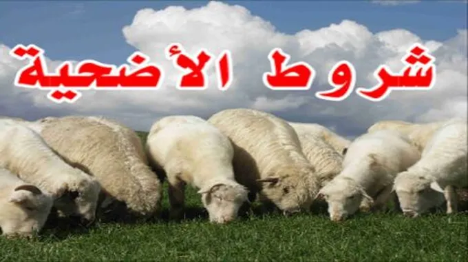 شروط الأضحية في الإسلام