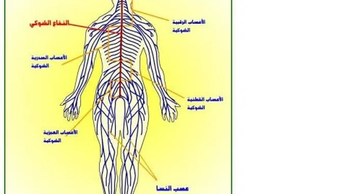 تعريف ومكونات الجهاز العصبي