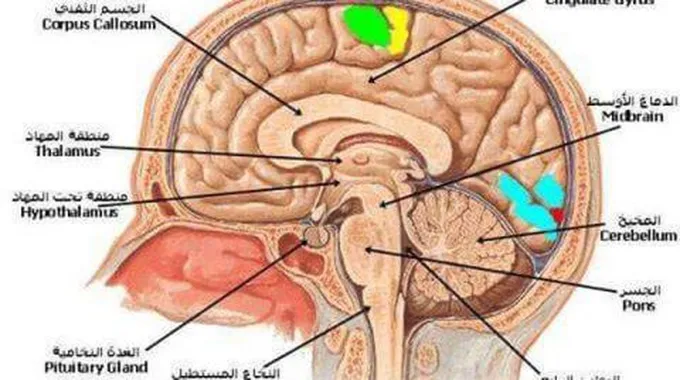 تعريف الجهاز العصبي ومكوناته