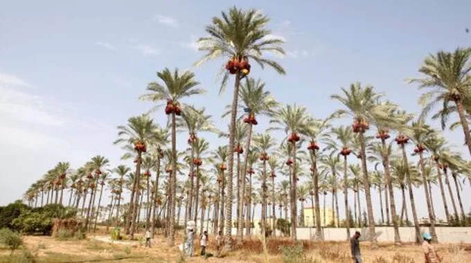 مدينة دير البلح