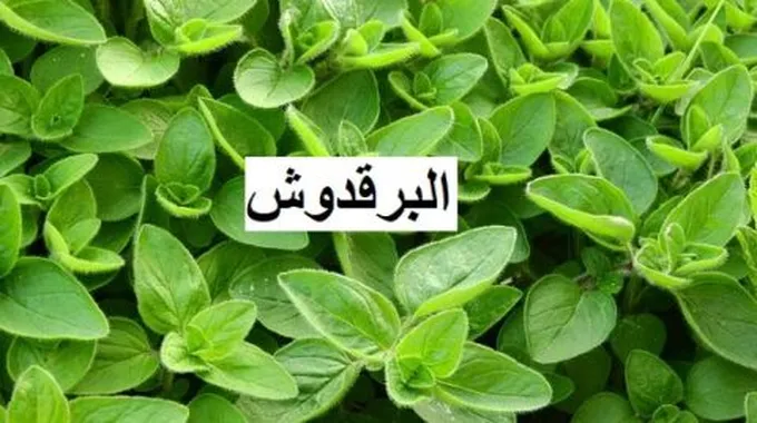 مشروبات تساعد على الحمل بسرعة