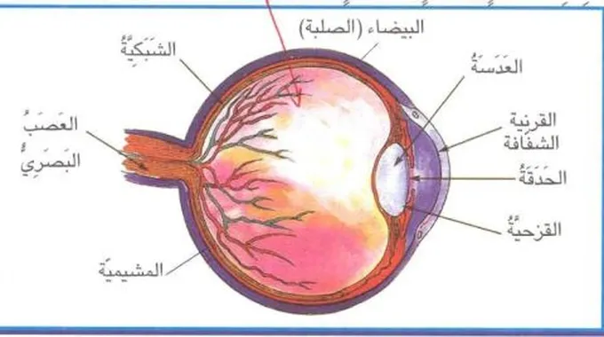 أجزاء العين ووظائفها