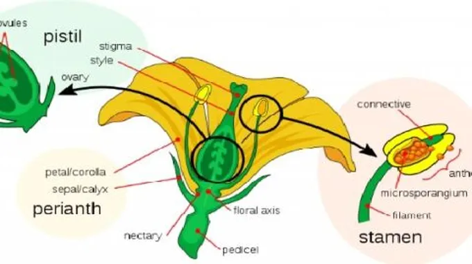 أجزاء الزهرة في النبات