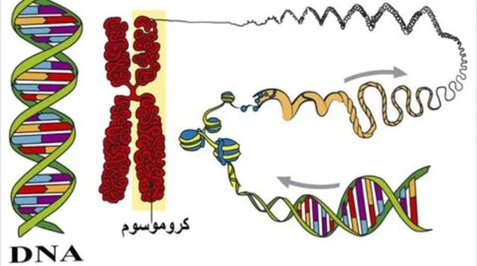 الوراثة والصفات