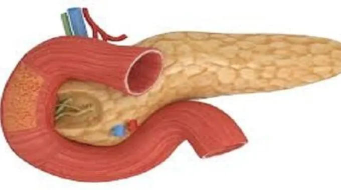 كيف يعمل البنكرياس