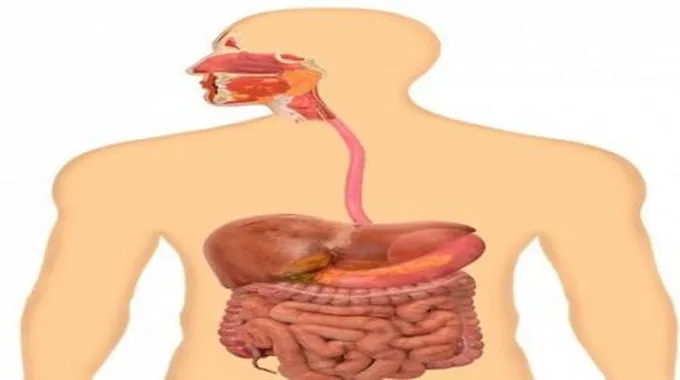 كيف تتم عملية الهضم في جسم الإنسان