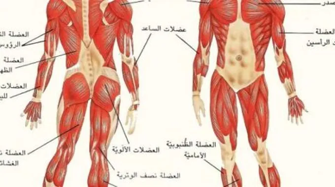 كم عدد العظام في جسم الإنسان