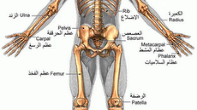 كم عدد العظام الموجودة في جسم الإنسان