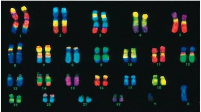 كم عدد الكروموسومات في الإنسان