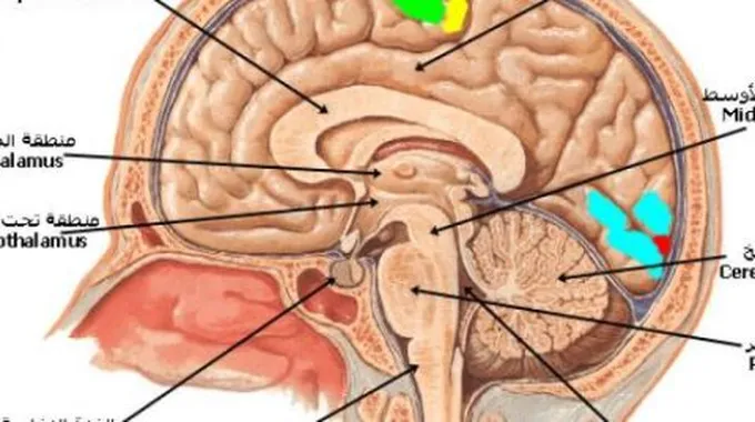 كيف نحافظ على سلامة الجهاز العصبي