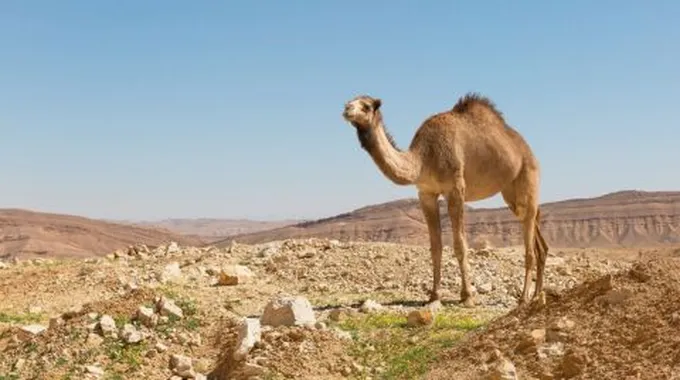 تفسير الجمل في الحلم