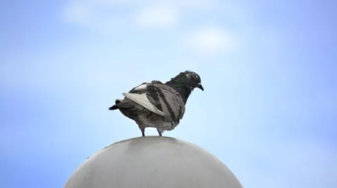 هل صيد الحمام حرام