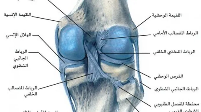 علاج غضروف الركبة