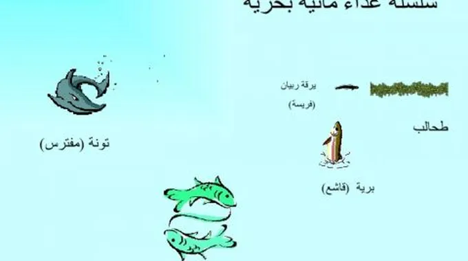 السلسلة الغذائية البحرية