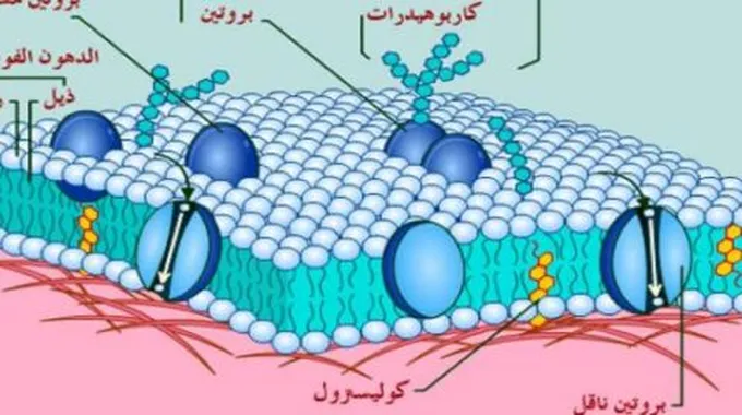 مم يتكون غشاء الخلية