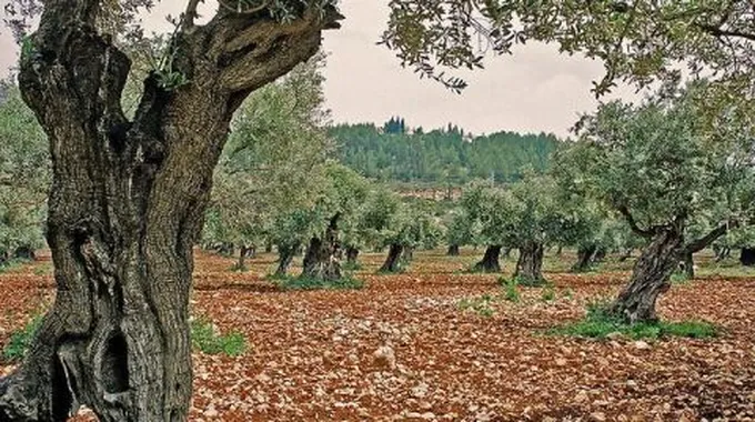 الطبيعة في فلسطين