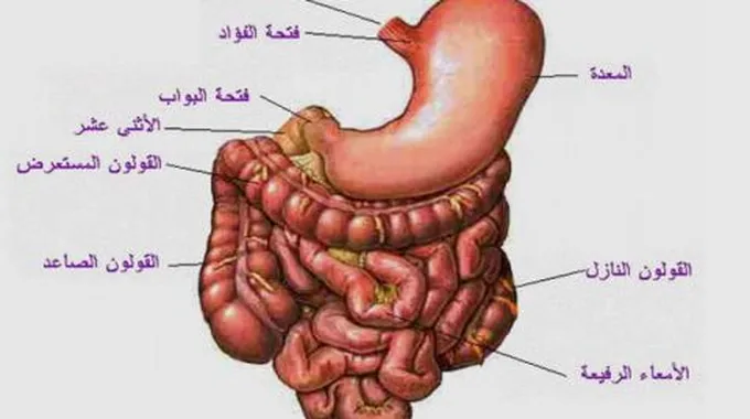 أعضاء الجهاز الهضمي