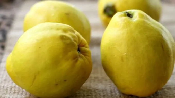 فوائد السفرجل للرجيم