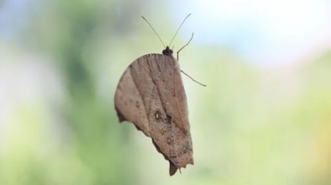 أسباب ظهور حشره العته