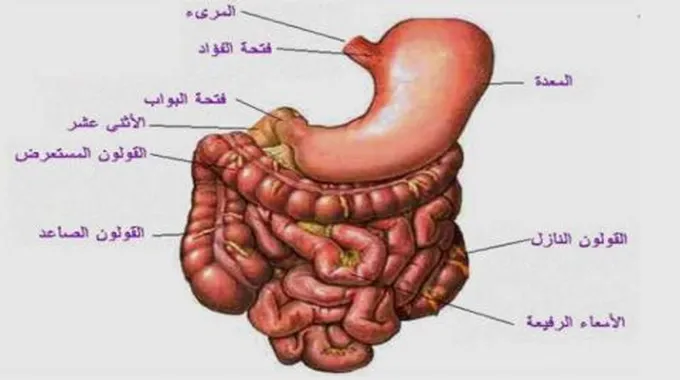 تقرير عن الجهاز الهضمي