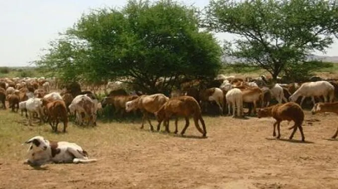 بحث عن الثروة الحيوانية