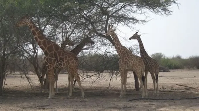 بحث عن جزيرة صير بني ياس