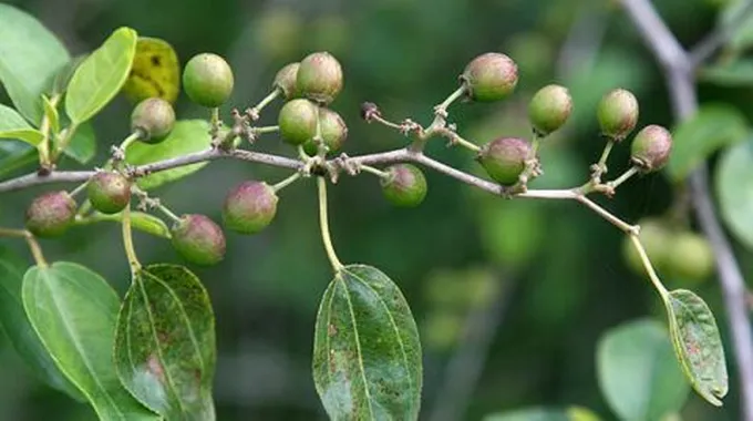 فوائد عشبة السدرة