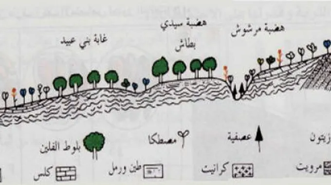 مم تتكون التربة