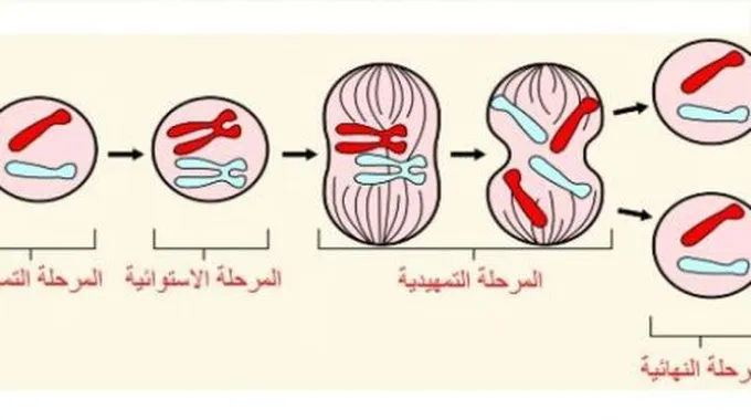 مراحل الانقسام الخيطي عند النبات