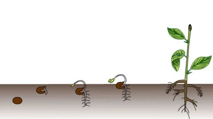 مراحل الإنبات