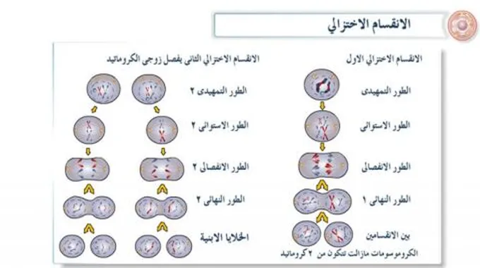 مراحل الانقسام الاختزالي