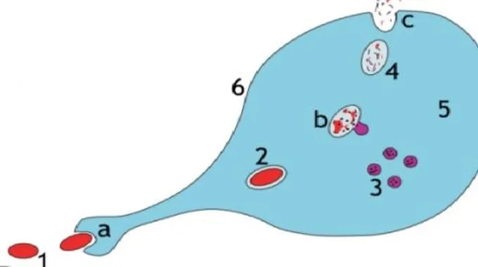 مراحل عملية البلعمة