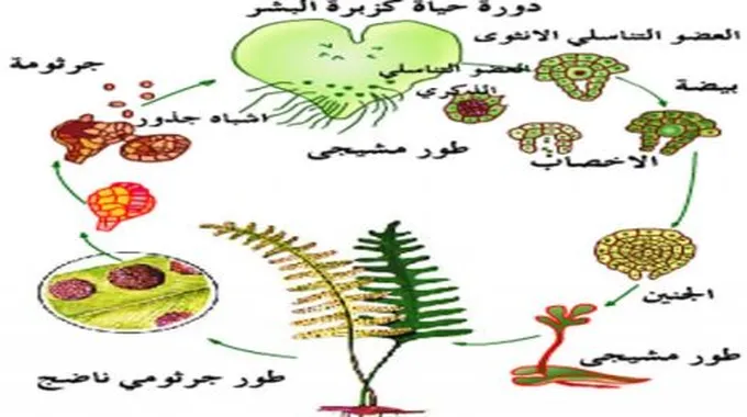 مراحل دورة حياة السرخسيات