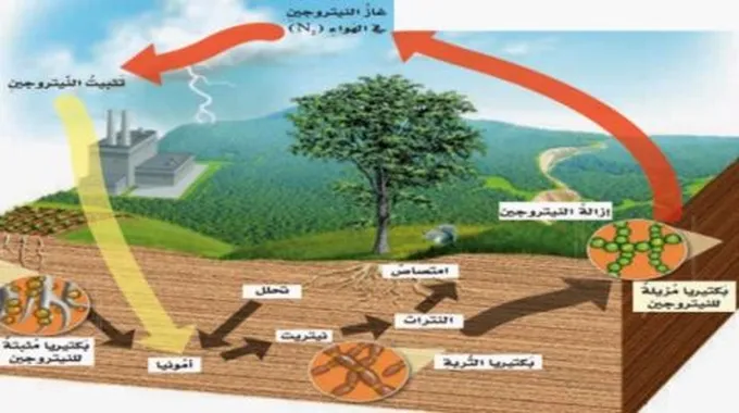 ملخص عن دورة النيتروجين