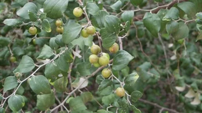 فوائد زيت السدر للشعر