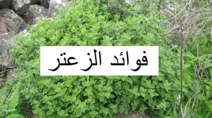 فوائد الزعتر البري للربو